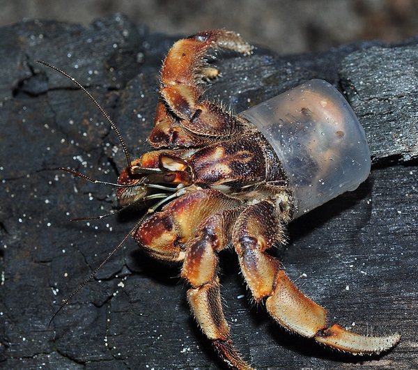Go-To Shell: 7 Amazingly Resourceful Hermit Crabs