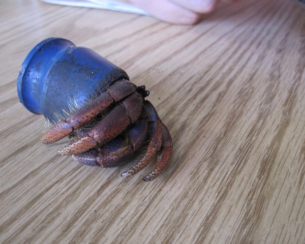 Go-To Shell: 7 Amazingly Resourceful Hermit Crabs