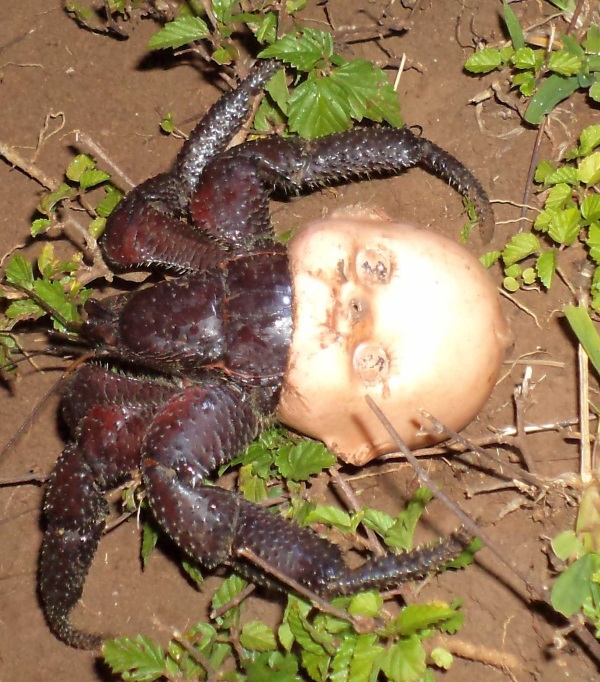 Go-To Shell: 7 Amazingly Resourceful Hermit Crabs
