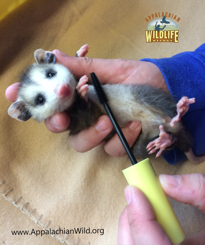 Lash Resort: Wildlife Refuge Recycles Mascara Wands