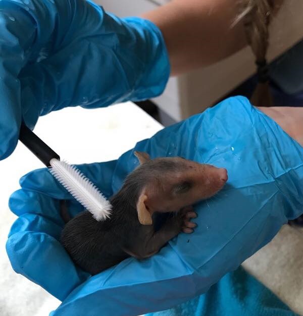 Lash Resort: Wildlife Refuge Recycles Mascara Wands