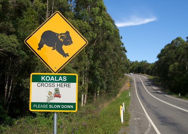 Koalified: 7 Amazing Australian Animal Crossing Signs