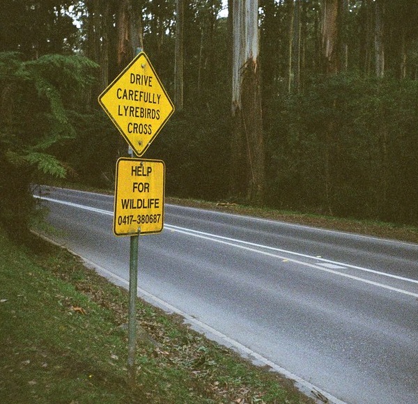 Koalified: 7 Amazing Australian Animal Crossing Signs