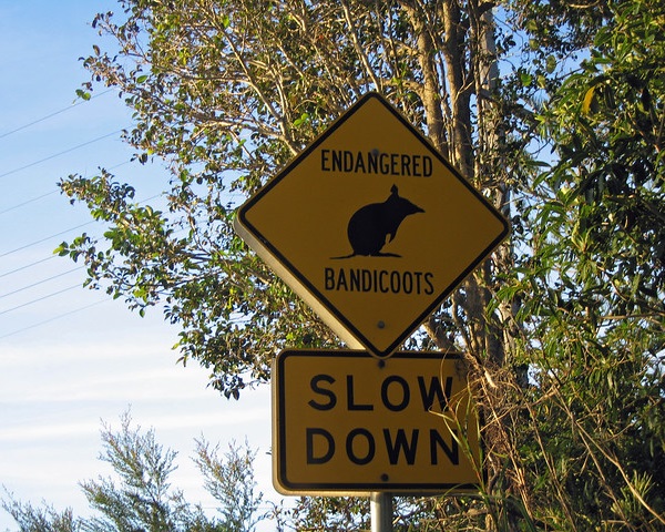 Koalified: 7 Amazing Australian Animal Crossing Signs