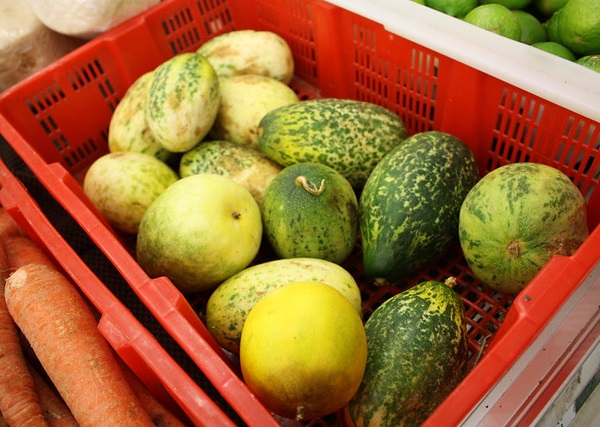 Cumber Some: 7 Curious & Cool Cucumber Cultivars