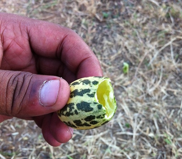 Cumber Some: 7 Curious & Cool Cucumber Cultivars