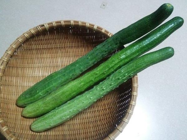 Cumber Some: 7 Curious & Cool Cucumber Cultivars