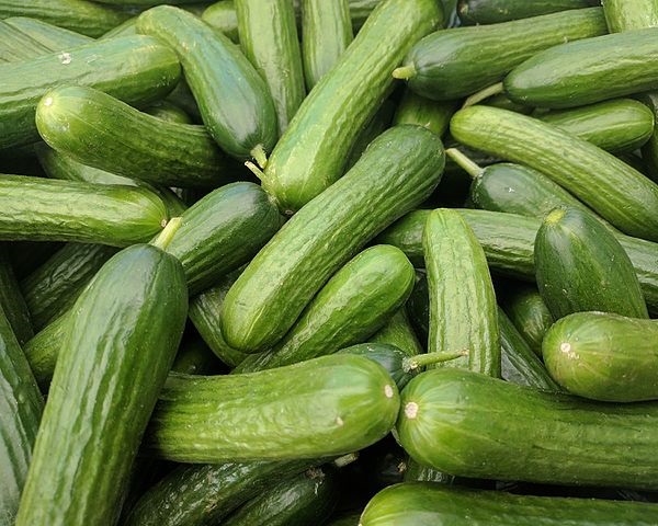 Cumber Some: 7 Curious & Cool Cucumber Cultivars