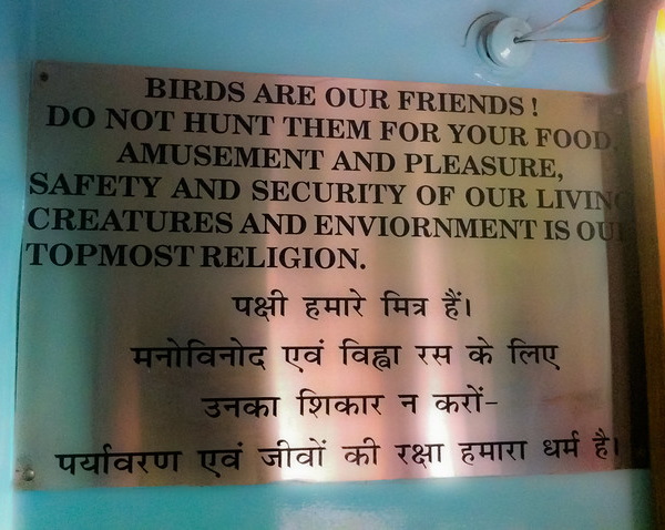 Art Of The Heal: Macabre Murals Of The Jain Bird Hospital