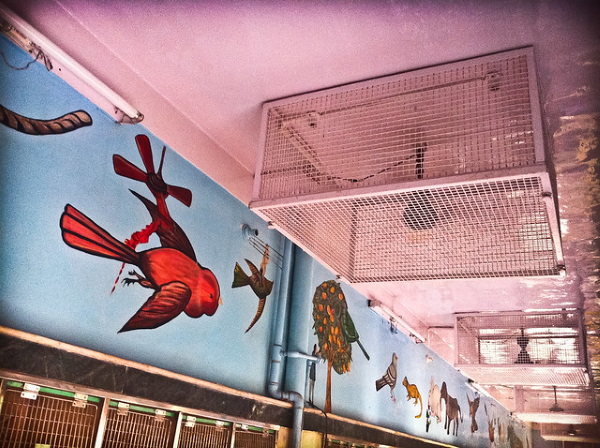 Art Of The Heal: Macabre Murals Of The Jain Bird Hospital