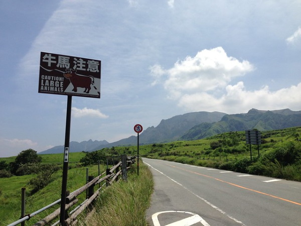Eclectic Avenue: 10 Weird Animal Crossing Signs