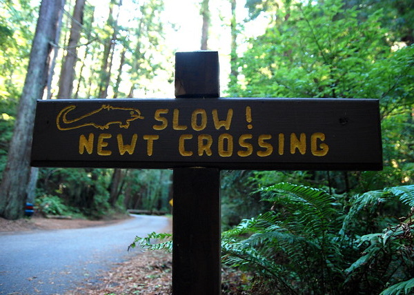 Eclectic Avenue: 10 Weird Animal Crossing Signs