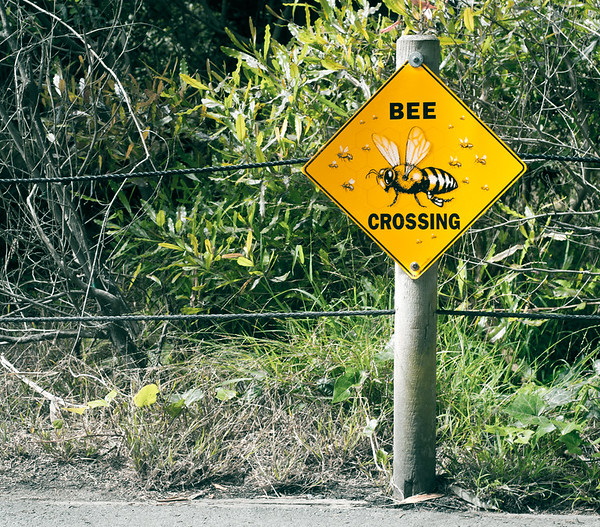 Eclectic Avenue: 10 Weird Animal Crossing Signs