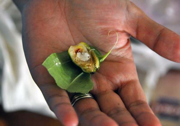 Chews Me: 7 Jaw-Dropping Chewing Gum Alternatives