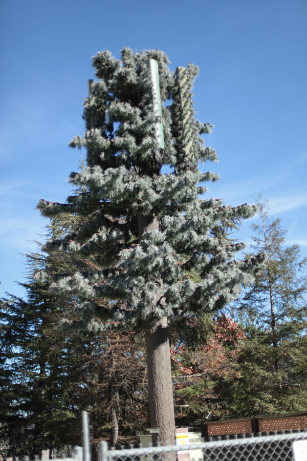 Fronds With Benefits: 10 Artificial Cellular Tower Trees