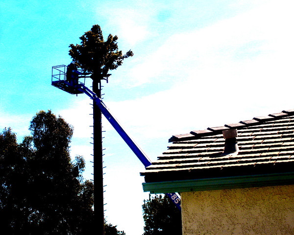 Fronds With Benefits: 10 Artificial Cellular Tower Trees