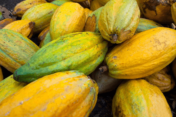 Eco Cocoa: Kit Kat Japan’s Cacao Fruit Chocolate Bar