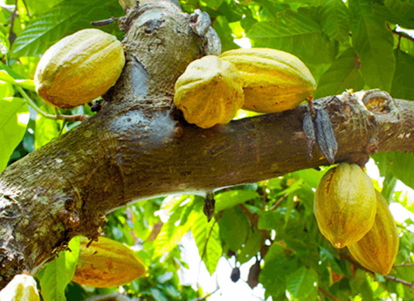 Eco Cocoa: Kit Kat Japan’s Cacao Fruit Chocolate Bar