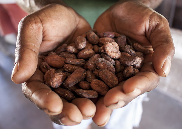 Eco Cocoa: Kit Kat Japan’s Cacao Fruit Chocolate Bar