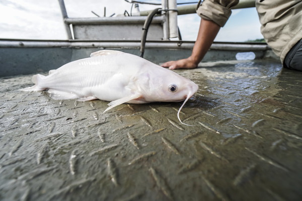 Taste Invaders: Blue Catfish Make Menus Greener
