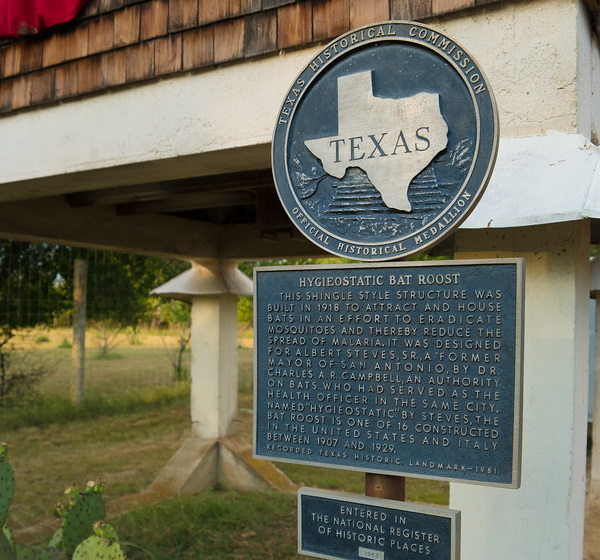 Bats Motel: Giant Bat Roosts Were Ahead Of Their Time