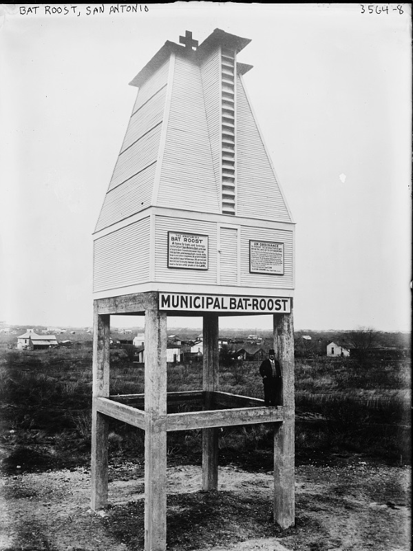Bats Motel: Giant Bat Roosts Were Ahead Of Their Time