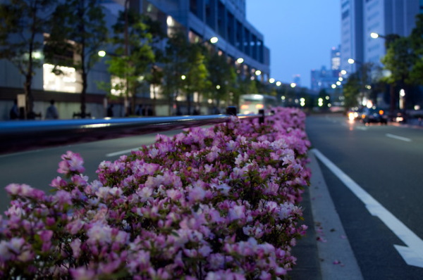 Buzz On: Urban Flower Strips Boost Bees & Bugs