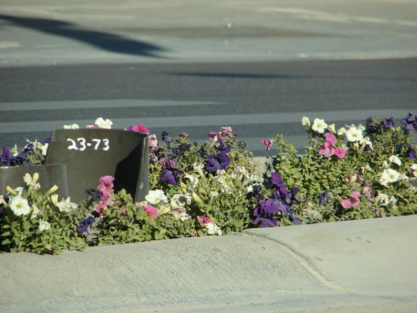 Buzz On: Urban Flower Strips Boost Bees & Bugs