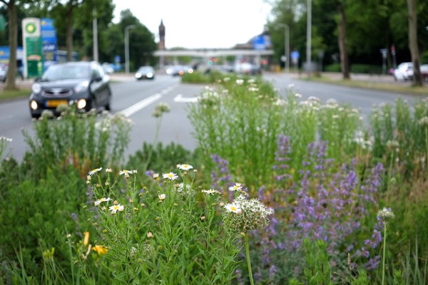 Buzz On: Urban Flower Strips Boost Bees & Bugs