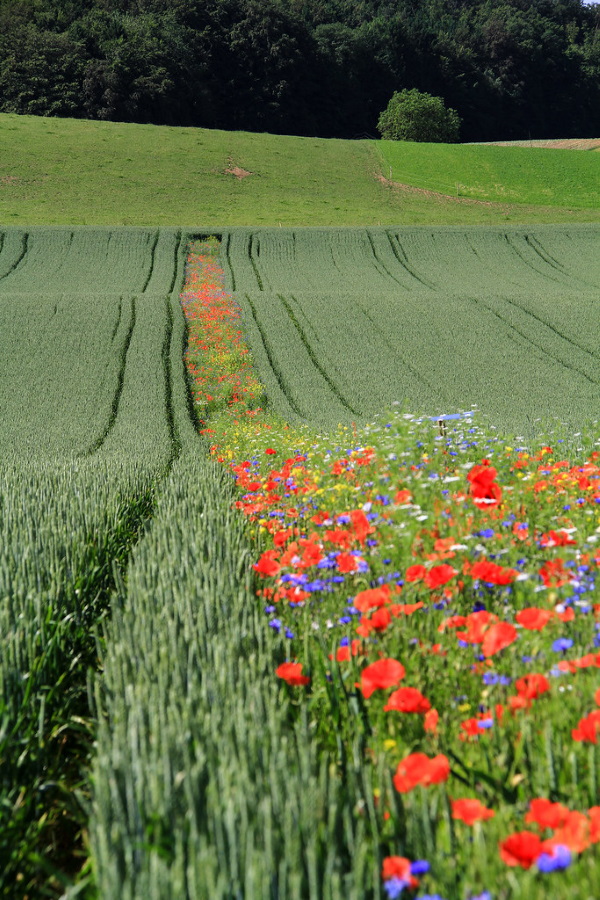 Buzz On: Urban Flower Strips Boost Bees & Bugs