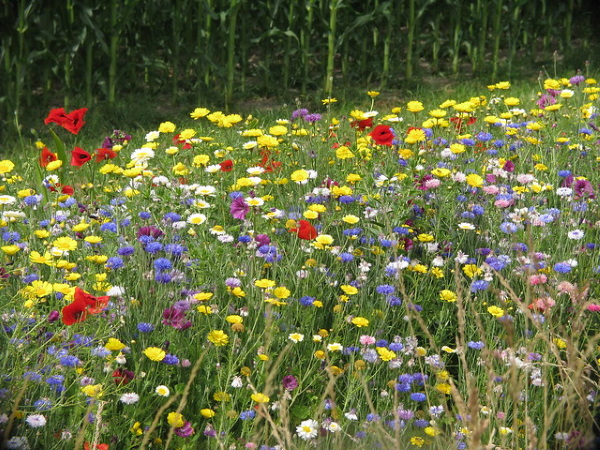 Buzz On: Urban Flower Strips Boost Bees & Bugs