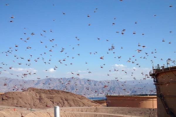 Hen Pecked: Loathsome Locusts Make Fine Fowl Feed