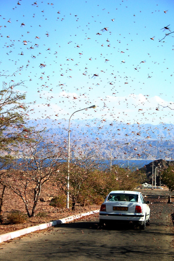 Hen Pecked: Loathsome Locusts Make Fine Fowl Feed