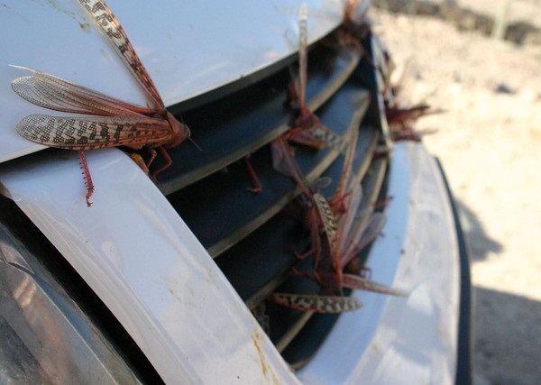 Hen Pecked: Loathsome Locusts Make Fine Fowl Feed