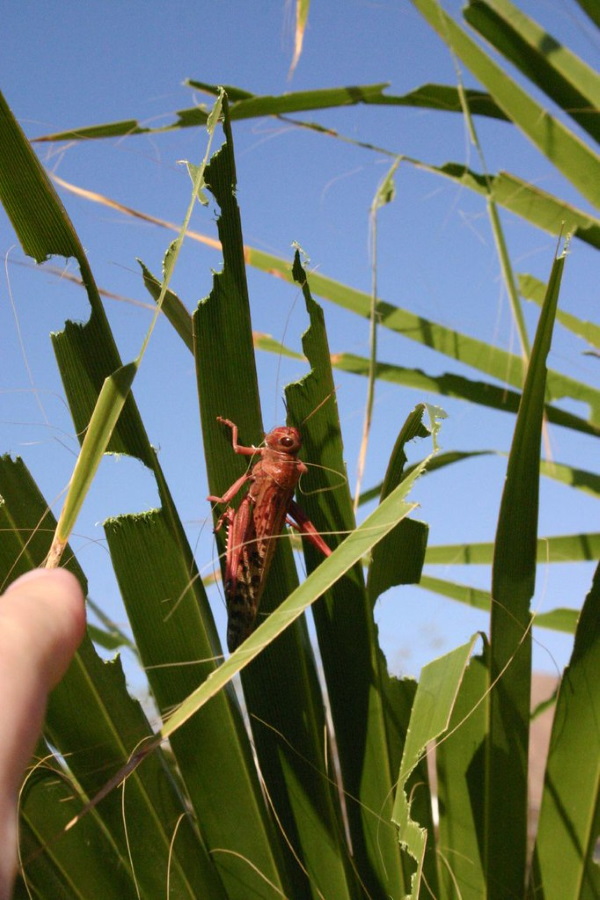 Hen Pecked: Loathsome Locusts Make Fine Fowl Feed