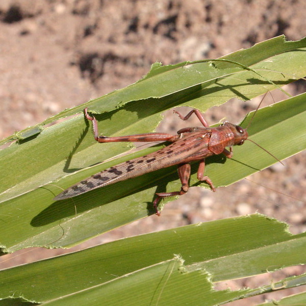 Hen Pecked: Loathsome Locusts Make Fine Fowl Feed