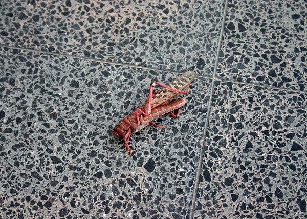 Hen Pecked: Loathsome Locusts Make Fine Fowl Feed