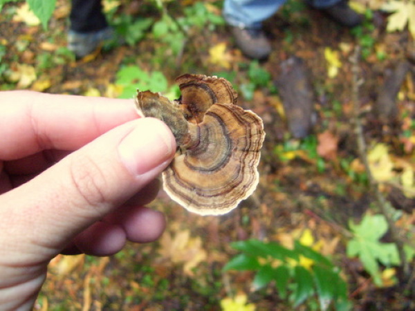 Shrooms With a View: 10 Strange & Beautiful Mushrooms