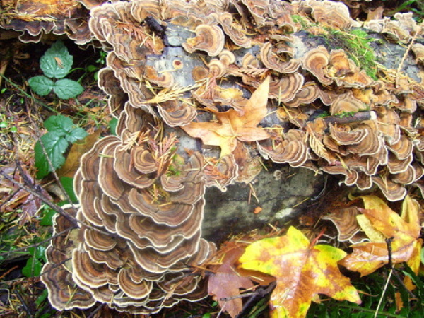 Shrooms With a View: 10 Strange & Beautiful Mushrooms