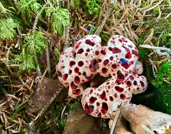 Shrooms With a View: 10 Strange & Beautiful Mushrooms