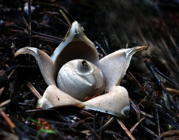 Shrooms With a View: 10 Strange & Beautiful Mushrooms