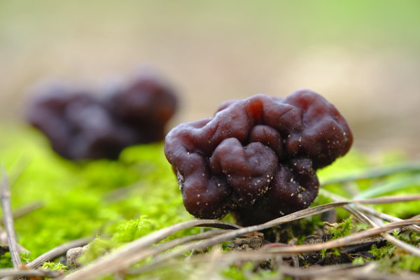 Shrooms With a View: 10 Strange & Beautiful Mushrooms