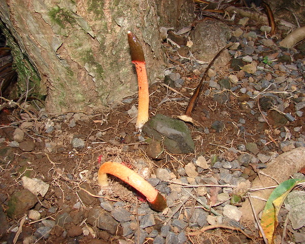 Shrooms With a View: 10 Strange & Beautiful Mushrooms