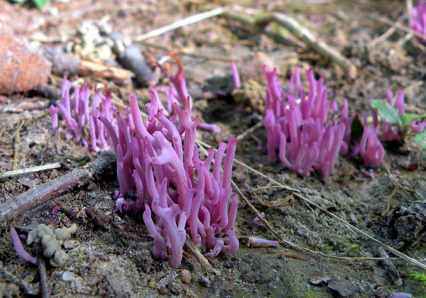 Shrooms With a View: 10 Strange & Beautiful Mushrooms