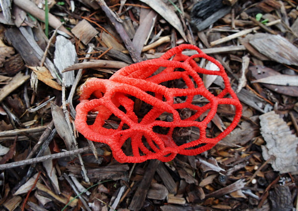 Shrooms With a View: 10 Strange & Beautiful Mushrooms