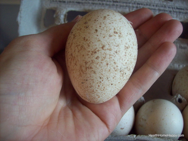 Gobble Wobble: Delicious Turkey Eggs Are No Yolk!