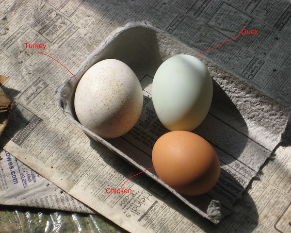 Gobble Wobble: Delicious Turkey Eggs Are No Yolk!