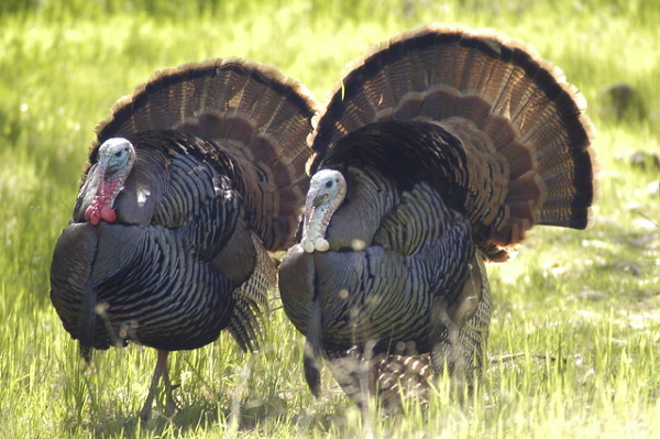 Gobble Wobble: Delicious Turkey Eggs Are No Yolk!
