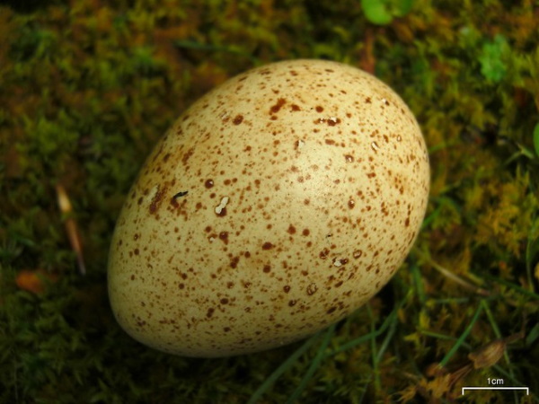 Gobble Wobble: Delicious Turkey Eggs Are No Yolk!
