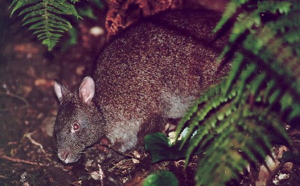 Show Me The Bunny: The World’s 7 Most Amazing Rabbits